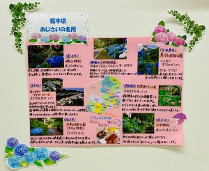 6月　紫陽花